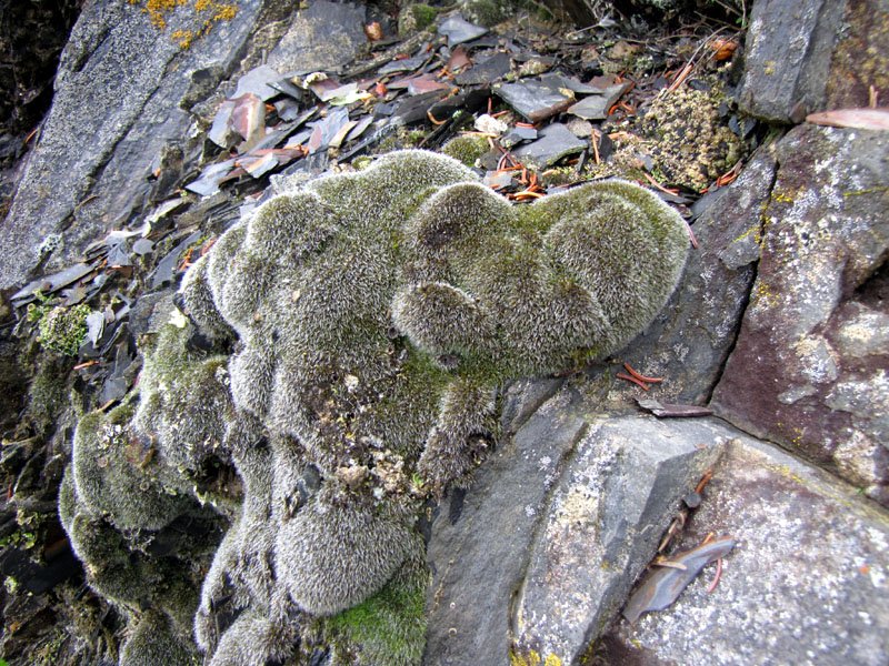 Coscinodon cribrosus